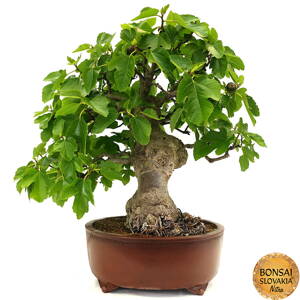 Ficus carica - 80 cm