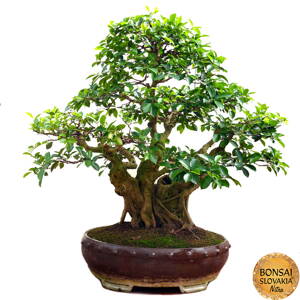  Ficus retusa 170 cm