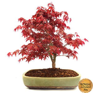 Acer palmatum - javor 41 cm