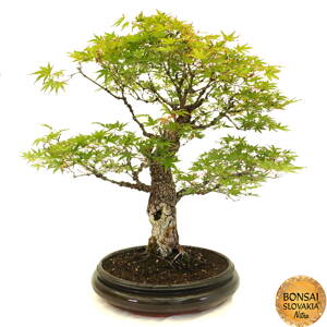 Acer palmatum - javor 80 cm