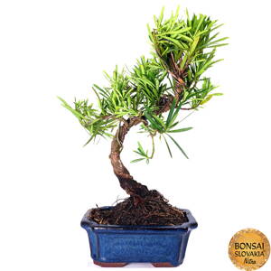 Podocarpus macrophyllus 35-40 cm