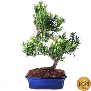 Podocarpus macrophyllus 50 cm
