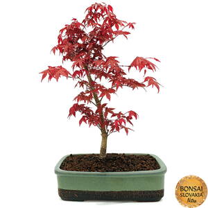 Acer palmatum - javor 45 cm