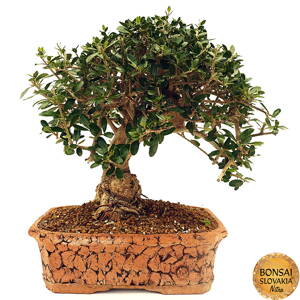 Olea europaea 45 cm