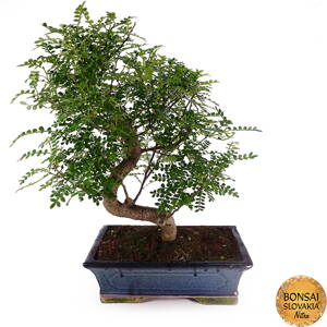 Zanthoxylum piperitum 50 cm