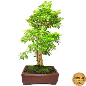 Duranta erecta 70 cm