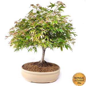 Acer palmatum 50 cm