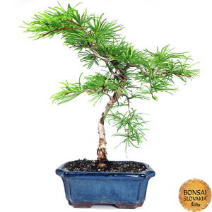 Pseudolarix cca 30 cm
