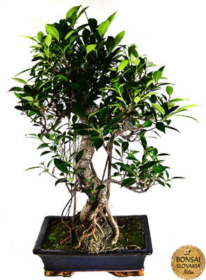 Ficus retusa, 65cm