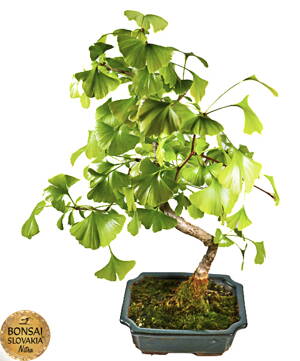 Ginkgo biloba 48cm
