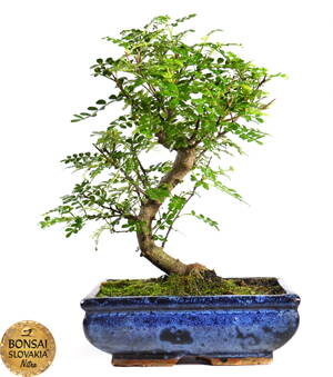 Zanthoxylum piperitum, 30cm