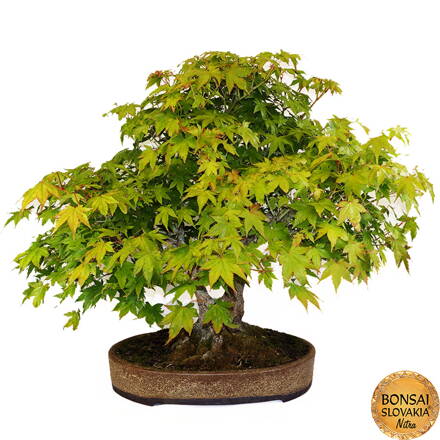 BONSAI: JAVOR 65cm