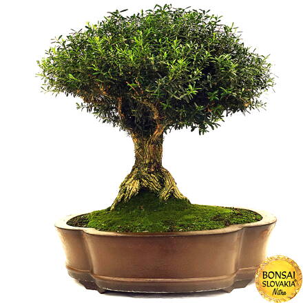 BONSAI: KRUŠPÁN DROBNOLISTÝ, Buxus harlandii 65 cm