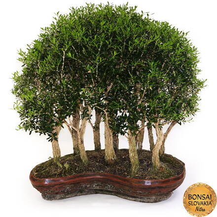BONSAI - SCENÉRIA: KRUŠPÁN DROBNOLISTÝ, Buxus harlandii 70 cm