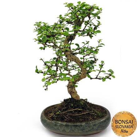 BONSAI: CARMONA MICROPHYLLA 45-50cm