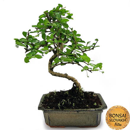 BONSAI: CARMONA MICROPHYLLA 29-32cm