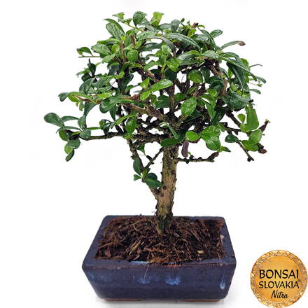 BONSAI: CARMONA MICROPHYLLA 25-28cm