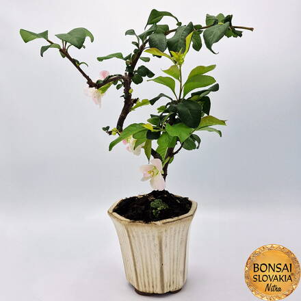 CHAENOMELES JAPONICA 30cm