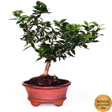 BONSAI: POMARANČOVNÍK 35cm