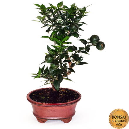 BONSAI: POMARANČOVNÍK 35cm