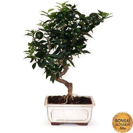 BONSAI: POMARANČOVNÍK 47cm