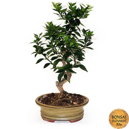BONSAI: POMARANČOVNÍK 40cm