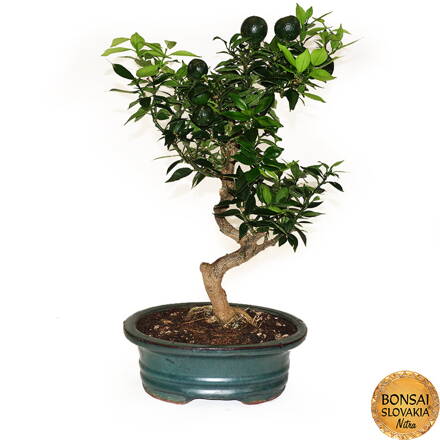 BONSAI: POMARANČOVNÍK 45cm