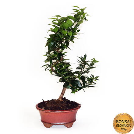 BONSAI: POMARANČOVNÍK, CITRUS MYRTIFOLIA, 40cm