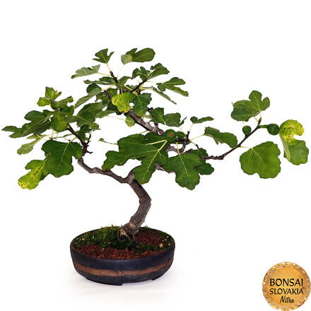 BONSAI: FIGOVNÍK 46cm