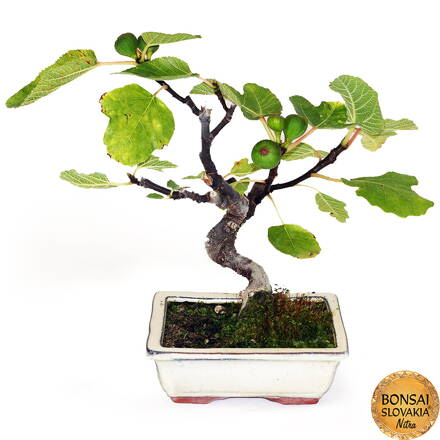 BONSAI: FIGOVNÍK 32cm