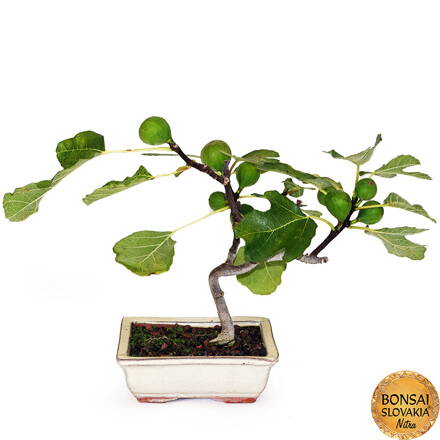 BONSAI: FIGOVNÍK 27cm