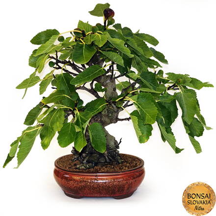 BONSAI: FIGOVNÍK, FICUS CARICA 60cm