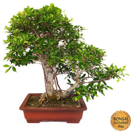 BONSAI: FICUS RETUSA, 90cm