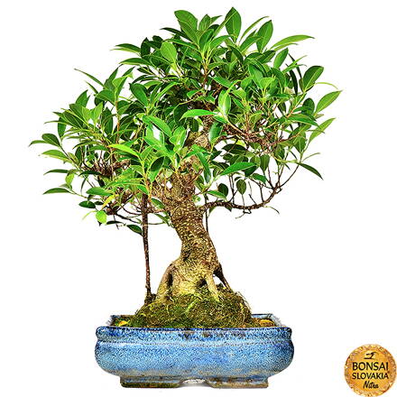 Ficus retusa, 45-50 cm