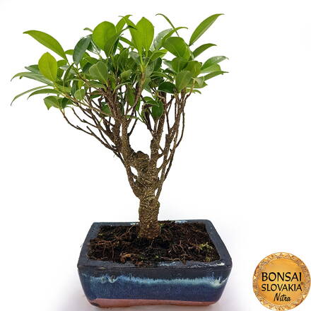 BONSAI: FICUS RETUSA,  25-28cm