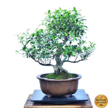 BONSAI: FICUS RETUSA, 78 cm