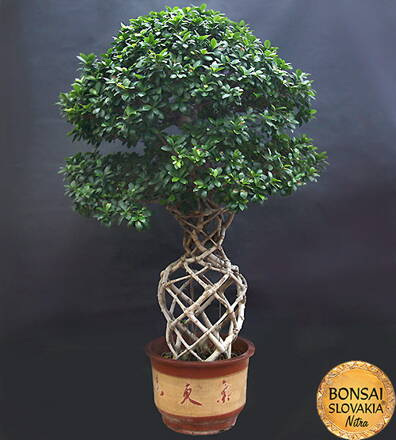 BONSAI: FICUS RETUSA, 200 cm