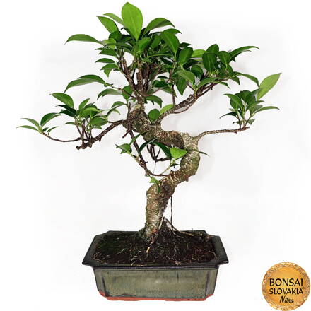 Fikus vykrojený, Ficus retusa 35-38cm