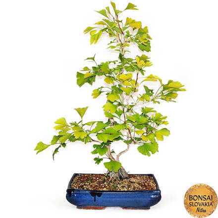 BONSAI: GINKGO BILOBA 75cm