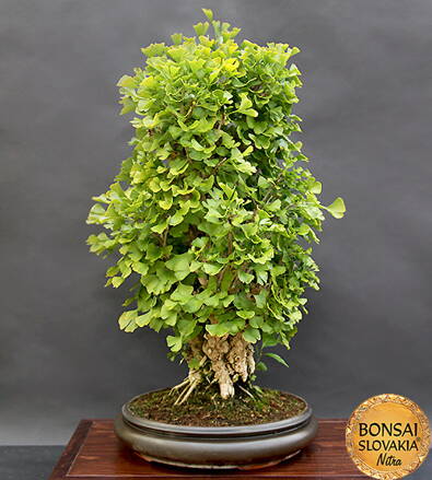 BONSAI: GINKGO BILOBA 85cm