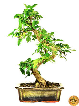 BONSAI: LIGUSTRUM SINENSE 30-35 cm