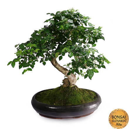 BONSAI: ZOB ČÍNSKY 60 cm