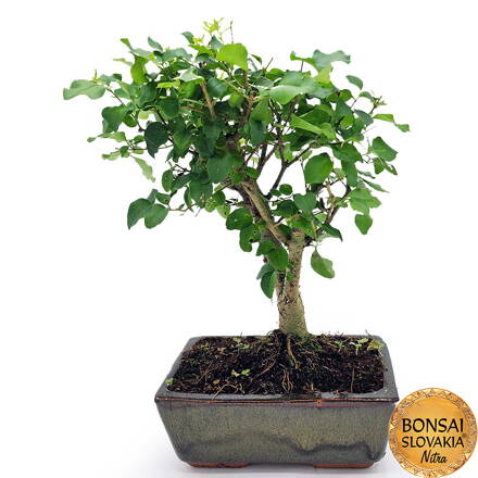 BONSAI: LIGUSTRUM SINENSE 26-30cm