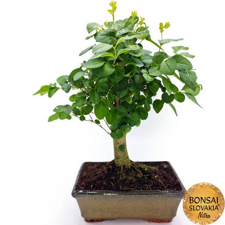 BONSAI: LIGUSTRUM SINENSE 33-35cm