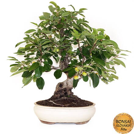 BONSAI: JABLOŇ, MALUS HALLIANA 69cm