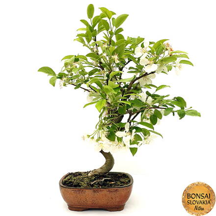 BONSAI: JABLOŇ, MALUS HALLIANA 47 cm