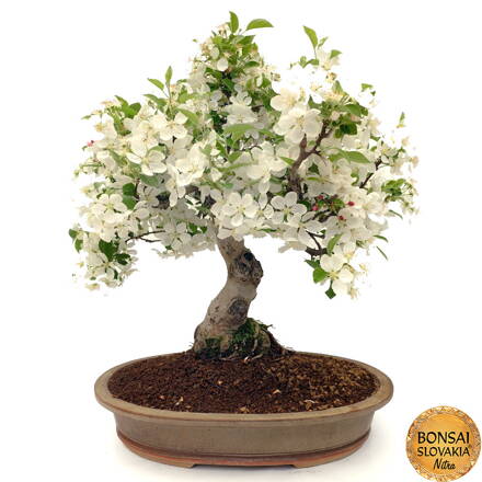 BONSAI: JABLOŇ, MALUS HALLIANA 66 cm