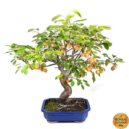 BONSAI: JABLOŇ, MALUS HALLIANA 55 cm