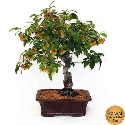 BONSAI: JABLOŇ, MALUS HALLIANA 75cm