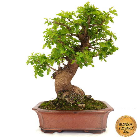 BONSAI: MORUŠA 70 cm